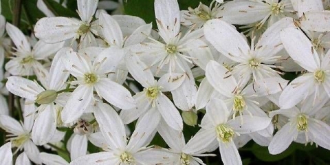Clematis manchurian